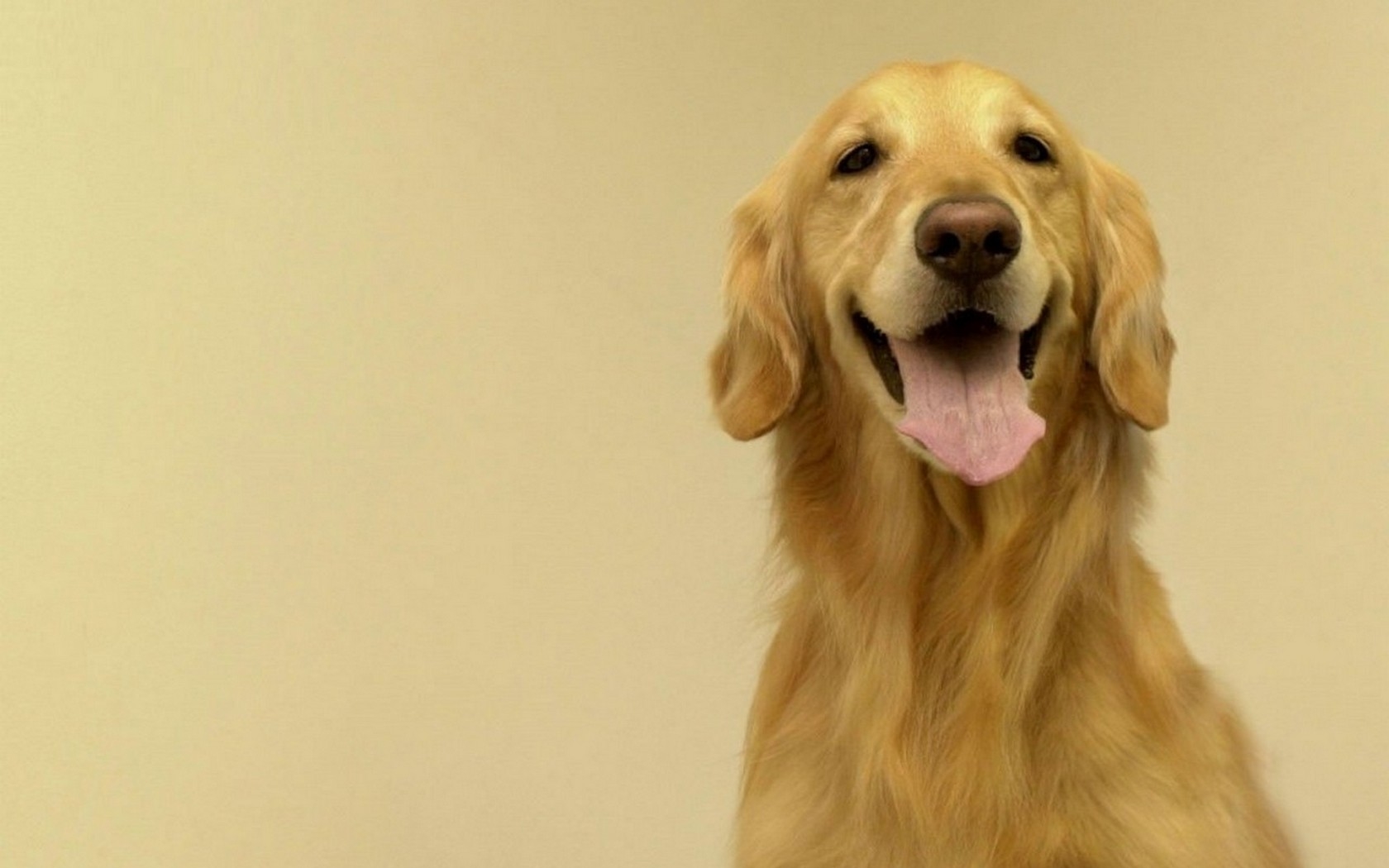 Mascotas, image size:1680x1050